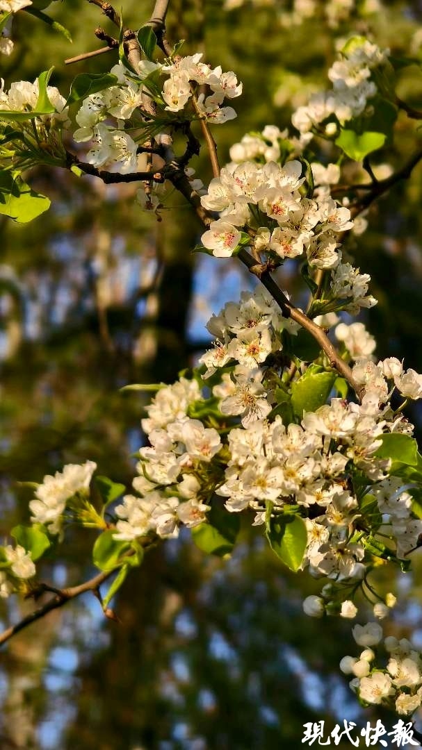 三月棠梨,一树春雪