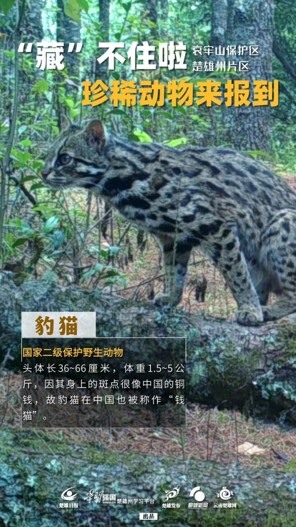 哀牢山保护区楚雄州片区珍稀动物来报到_腾讯新闻