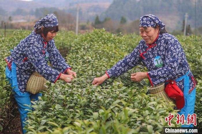 满园碧绿茶飘香 "中国名茶之乡"江西修水"明前茶"采摘忙_腾讯新闻