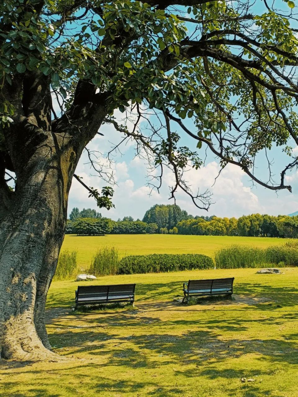 大理荣获"解压天花板"称号