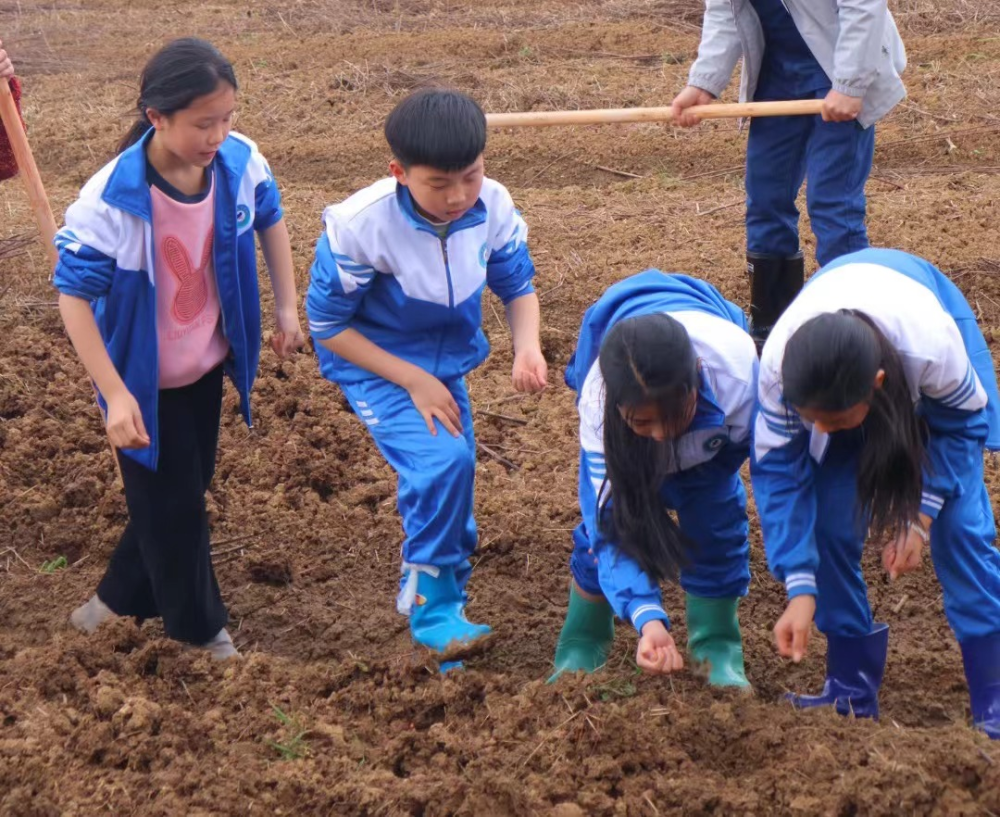 蓝山赤蓝桥小学:体验耕种乐趣,传承劳动精神