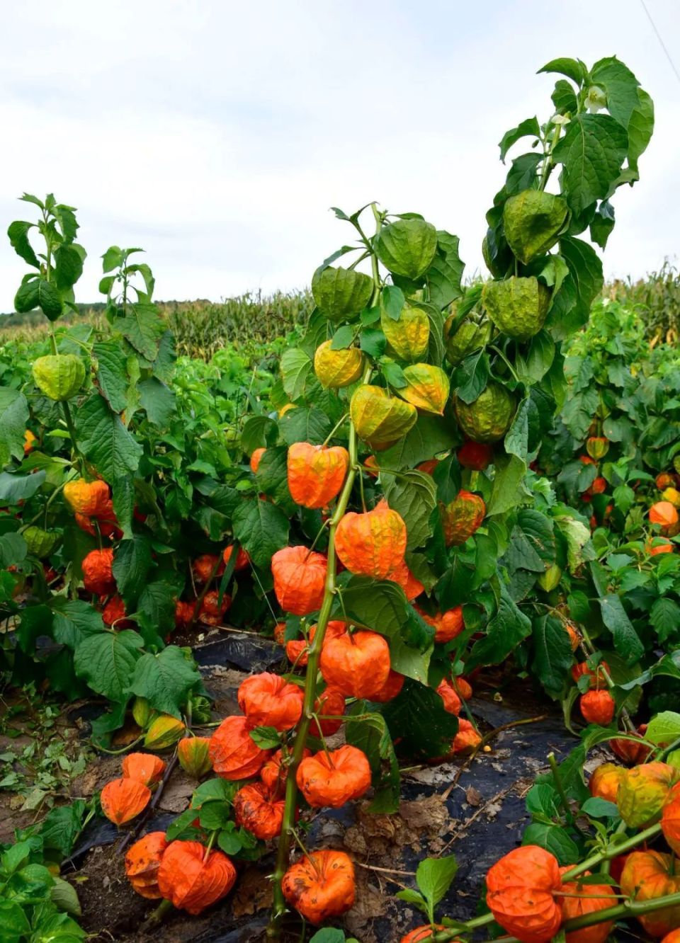 外形酷似灯笼的野果,以前很多农村娃爱吃,若你遇见,那真的是福气