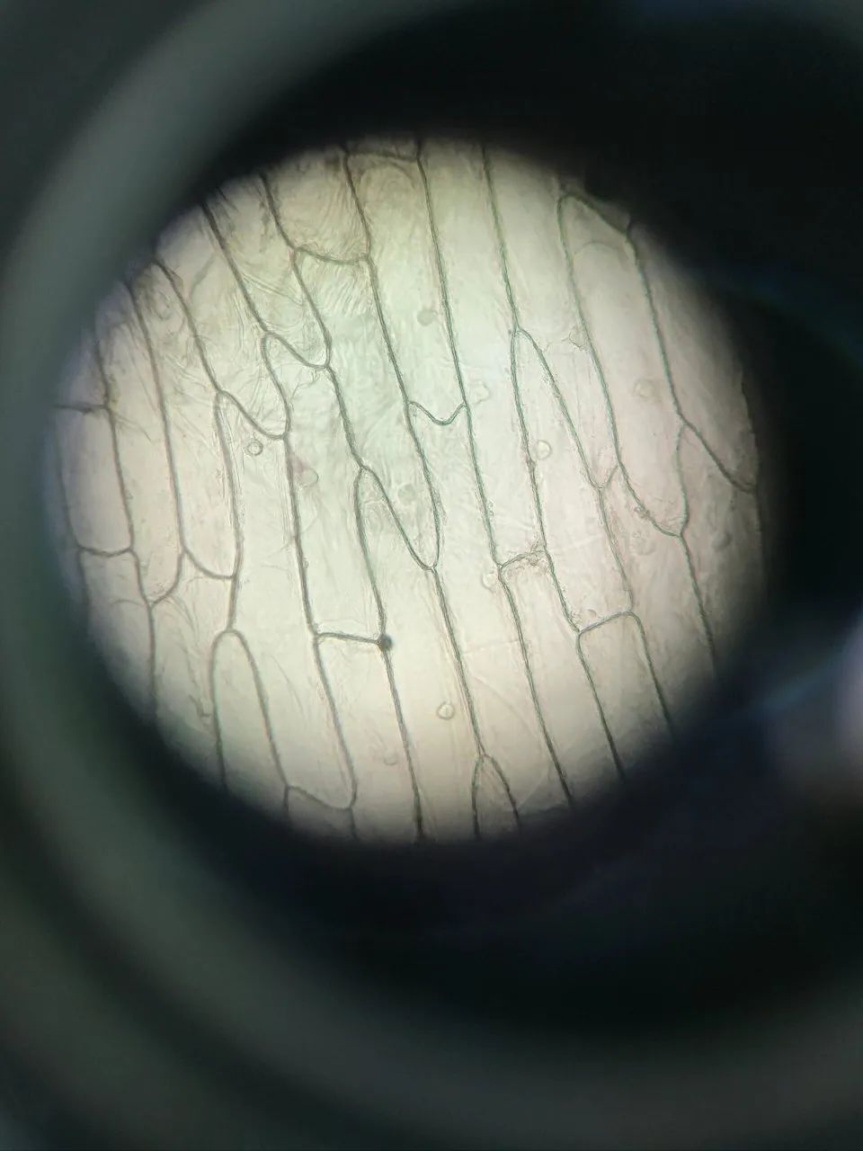 一轮复习：显微镜下真实的植物细胞- 腾讯云开发者社区-腾讯云, image size:960x1280