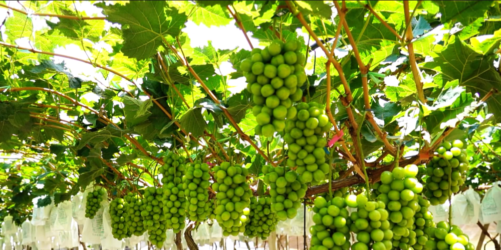 宾川葡萄 北纬25度的甜蜜专属