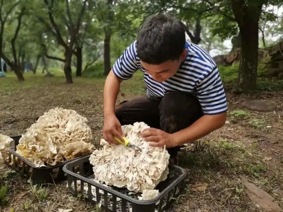 供不应求！昌平栗蘑进入采收季，还有多种吃法解锁——_腾讯新闻