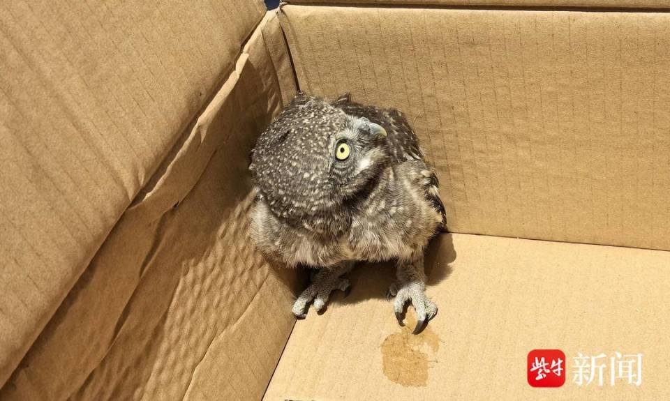 警民联手救助猫头鹰幼崽