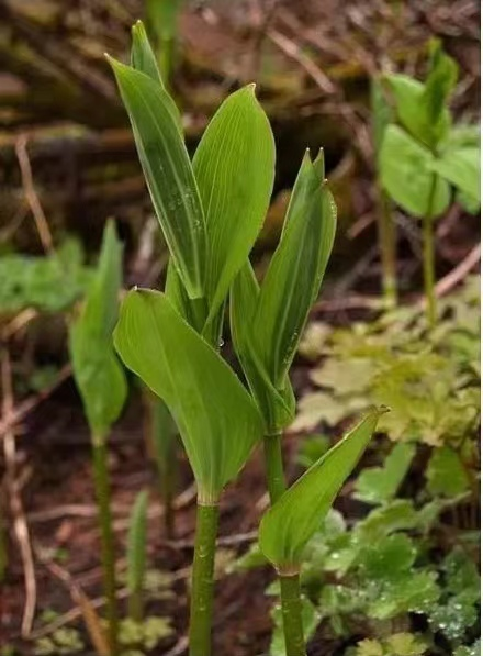 听云南|怒江竹叶菜 野菜界最高冷的"仔"-腾讯新闻
