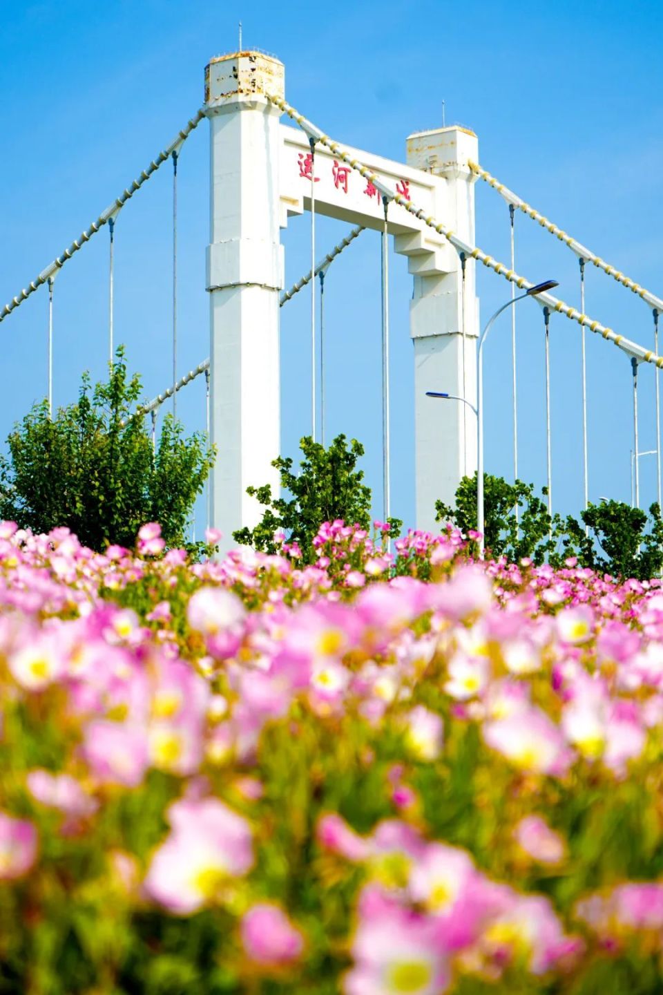 八里庙运河大桥下的繁花盛景