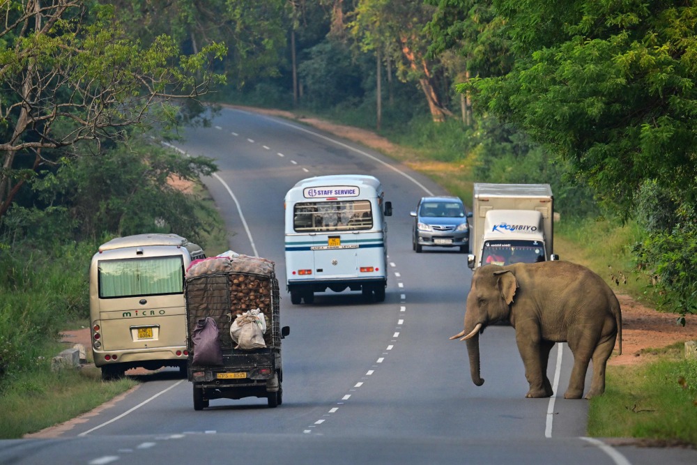斯里兰卡大象过街
