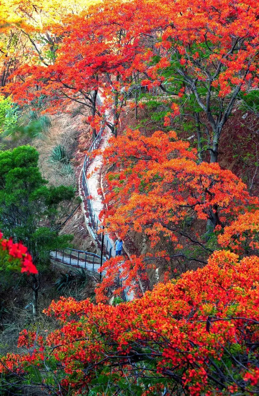 超全攀枝花旅行攻略,中国唯一以花命名的城市!