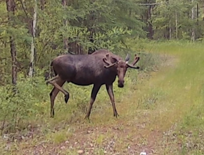 大兴安岭松岭林业局再现国家一级保护动物驼鹿