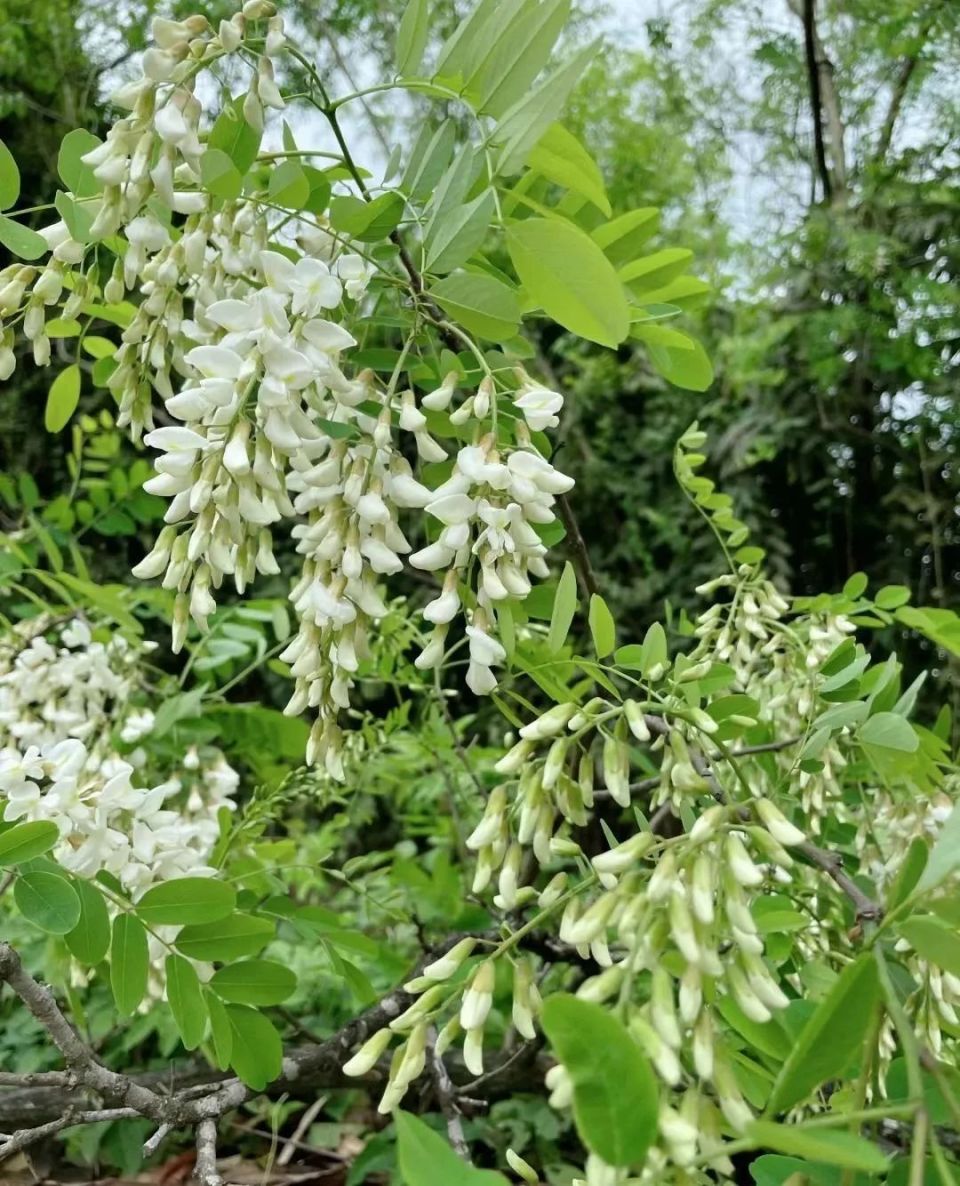 春游江淮 | 美&美味的洋槐花! | 宿州欢迎您