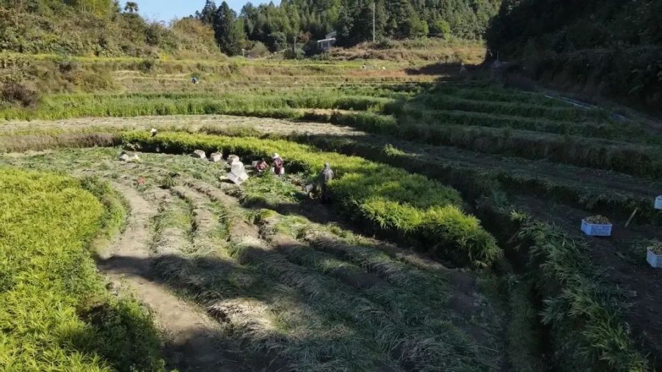 [南方生姜网-图片加载]