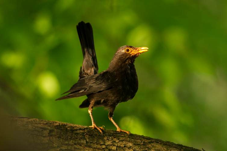 快来投票!选出你心中的湘潭市"市鸟"