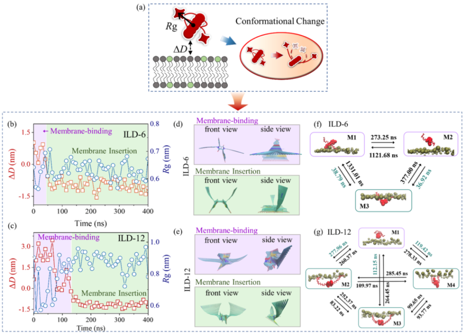 液体基怎么抗菌苏州大学杨凯教授／松山湖材料实验室元冰研究员《ACS Nano》：破解离子液体衍生物抗菌机制_https://www.jmylbn.com_新闻资讯_第4张