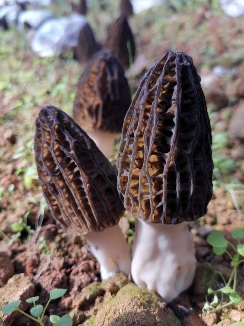 填补技术标准空白六妹羊肚菌规范化栽培规程4月15日实施