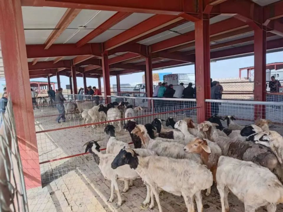 5月11日,共计130头牛,1260只羊,鸡鸭鹅若干进入阳霞镇活禽交易市场
