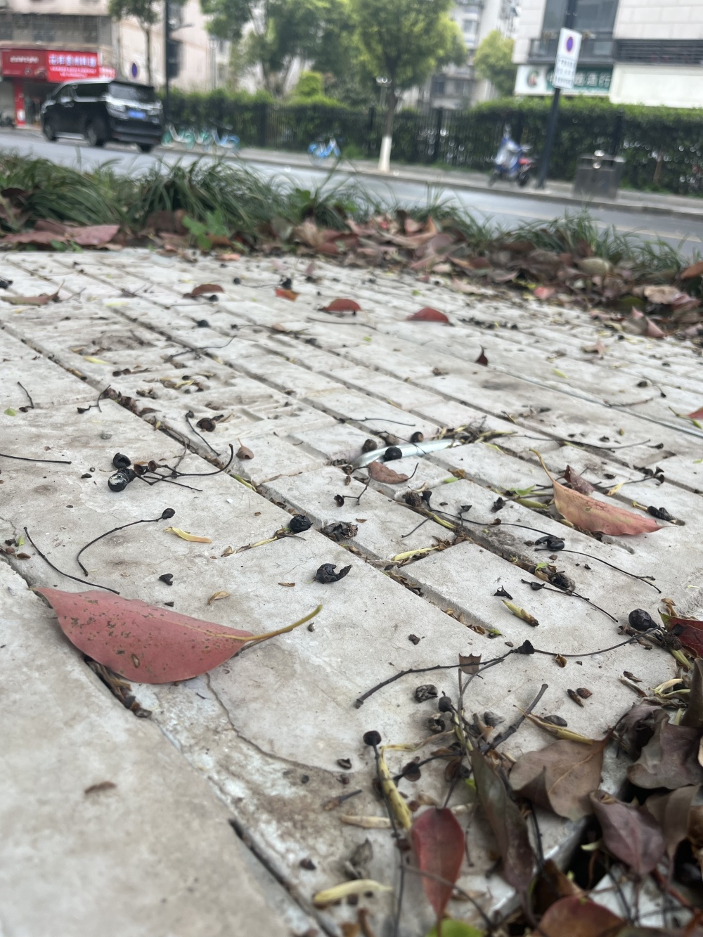 物华天宝万川锦苑,春风中树叶簌簌飘零跌落,来不及清扫的落叶,像给