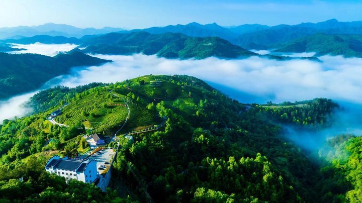 陕西平利县:荒茶山变成"致富山",茶旅融合拓新路_腾讯新闻