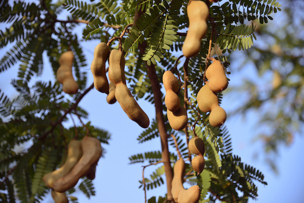 在云南玉溪,从前人们种植酸角林是为了绿化荒山,遏制地方