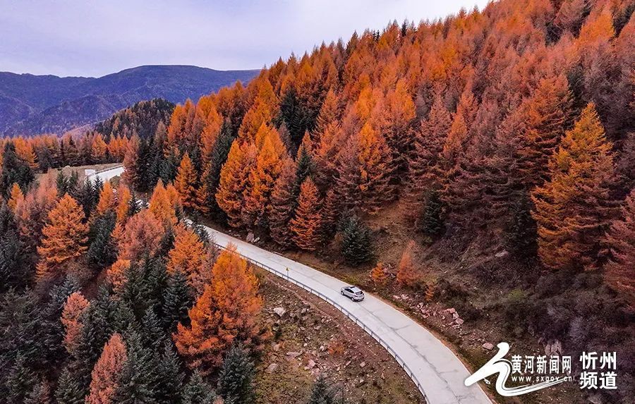 大美山西丨管涔山林海秋色正撩人_腾讯新闻