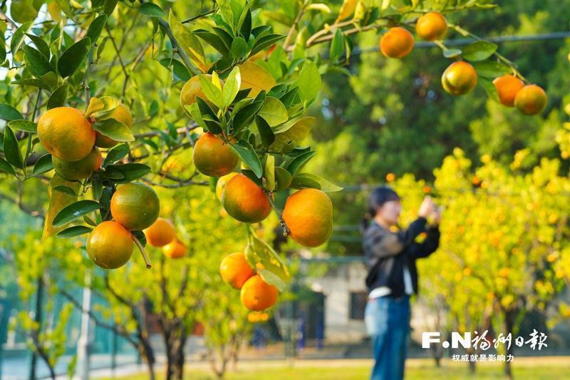 福州闽江公园福橘进入最佳观赏期_腾讯新闻