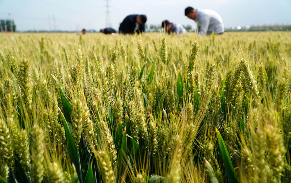 (经济)山东巨野:高标准农田种植小麦丰收在望