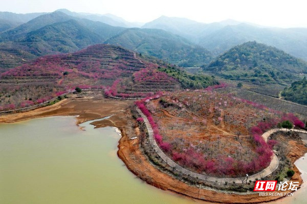 攝影:週中朝▲圖說:百萬櫻花園位於衡陽常寧市羅橋鎮廟山村,在遵循