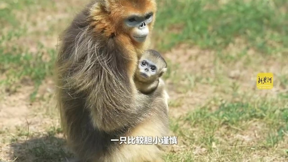 被称为世界最漂亮的猴子之一,这个六一儿童节,它有没有萌化你的心