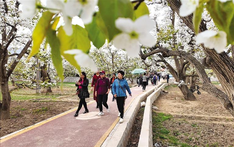 什川万亩梨园迎来旅游高峰