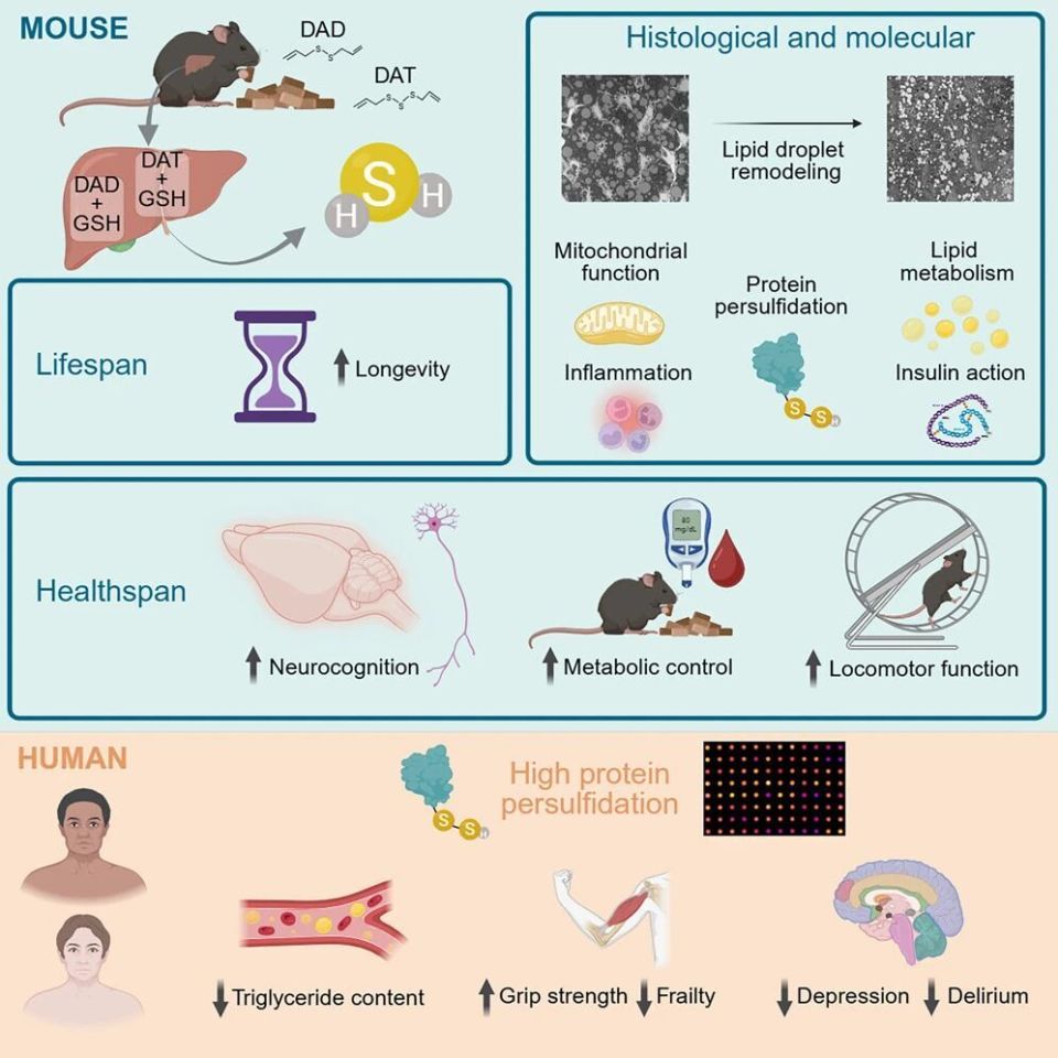 Cell Metabolism：最新研究发现经常吃大蒜可延缓衰老，延长寿命-腾讯新闻