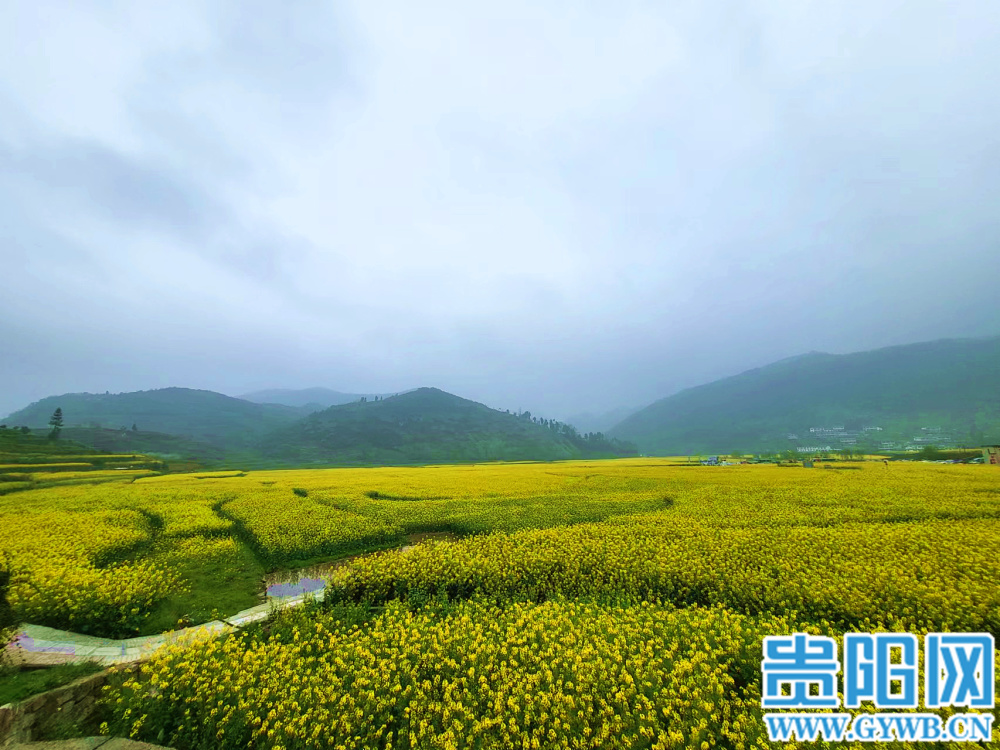 息烽县西山镇鹿窝村:千亩油菜花 绽放花经济