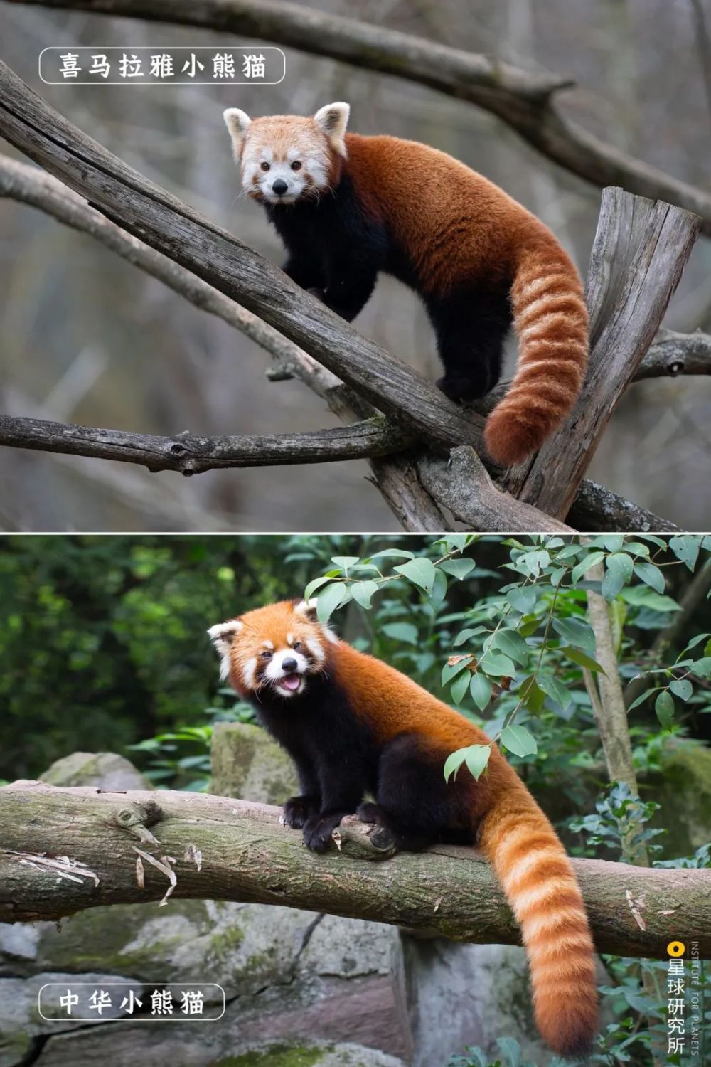 被忽视的小熊猫的一生_腾讯新闻