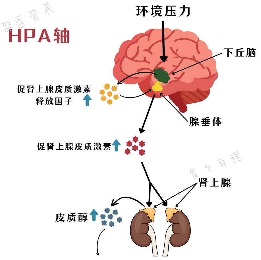 下丘脑 - 垂体 - 肾上腺轴(hpa)快餐,零食,卡路里密集和高可口食物