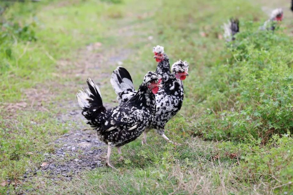 金山这里养的"贵妃鸡",好吃的秘诀在于