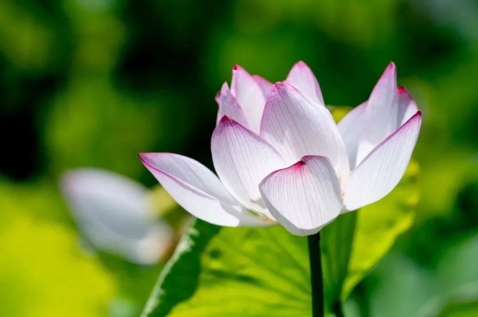 【乐游】令人心旷神怡!长三角的饱"荷"度拉满啦