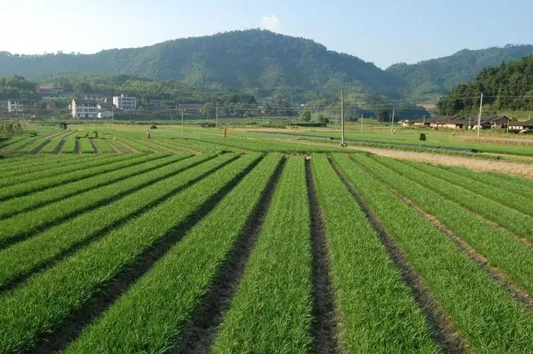 目前,扶沟蔬菜拥有商标48个,新增通过"两品一标"产品认证50多个,其中