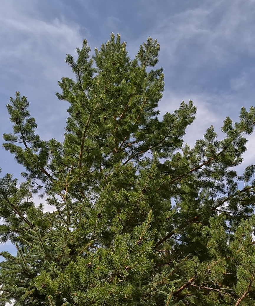 沙地云杉是稀有珍贵树种,素有"植物中的大熊猫"和"生物基因库"之称,现