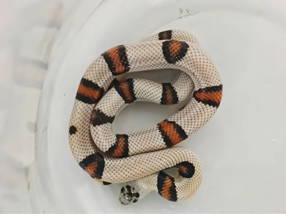 杭州警方从申报的"玩具公仔"邮件中查获4条活蛇_腾讯新闻