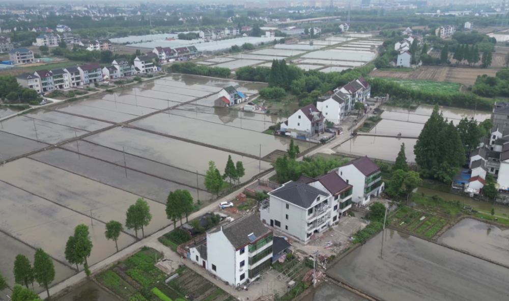今日"芒种",农户田间地头忙插秧