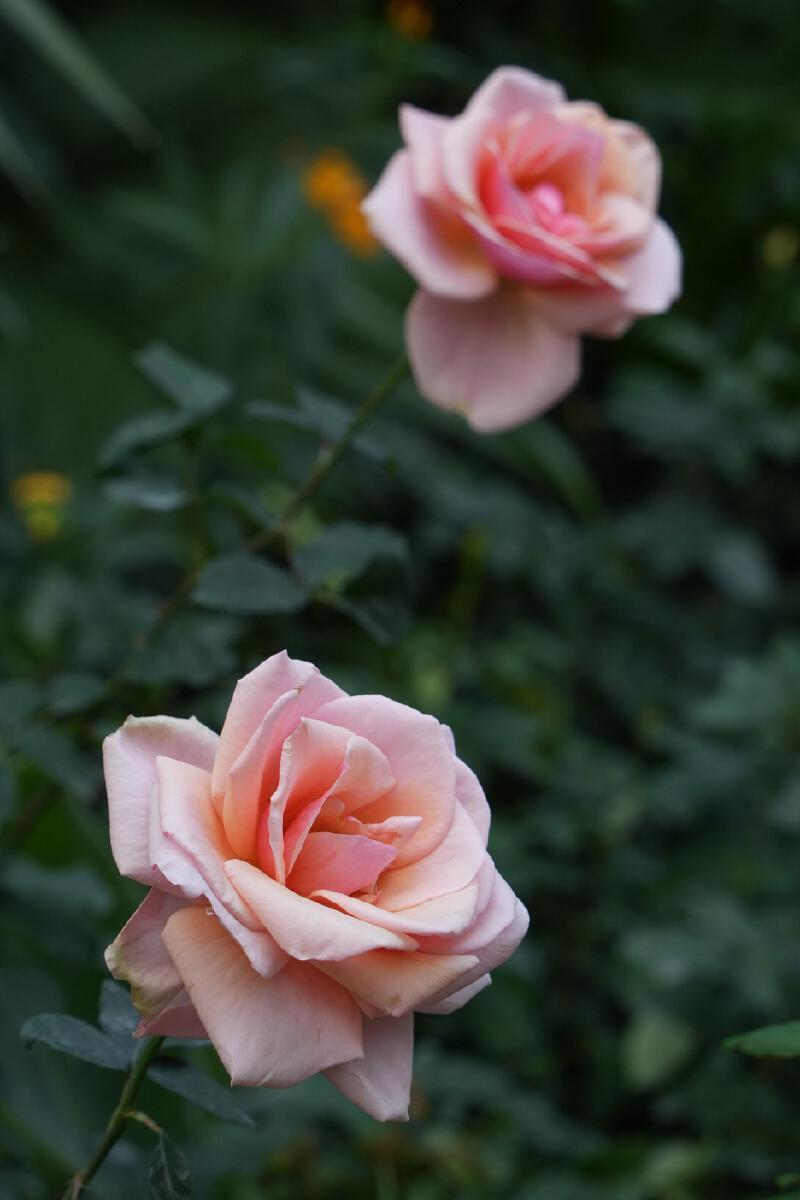 深圳image | 你有一封春日来信:人民公园的月季花开啦_腾讯新闻