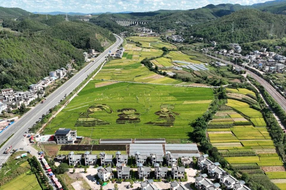 楚雄市吕合镇钱粮桥村一片金黄的水稻田园近年来,楚雄州农业农村局