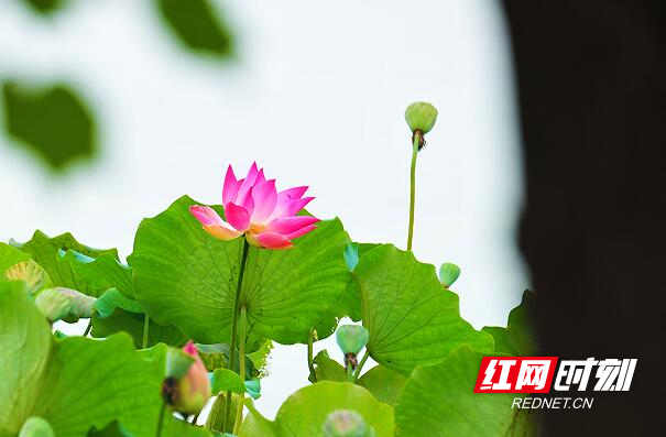 组图| 荷池流韵_腾讯新闻