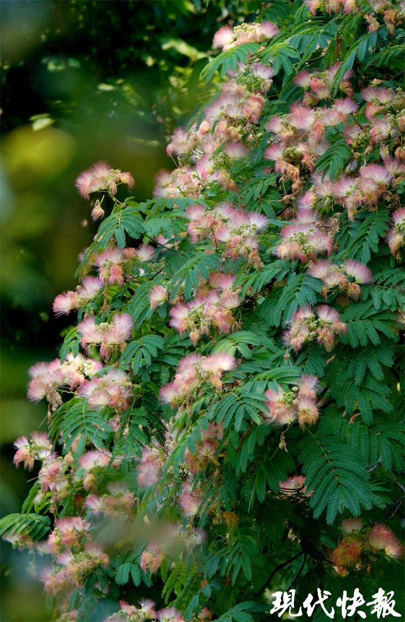 南京街头合欢花美美盛开