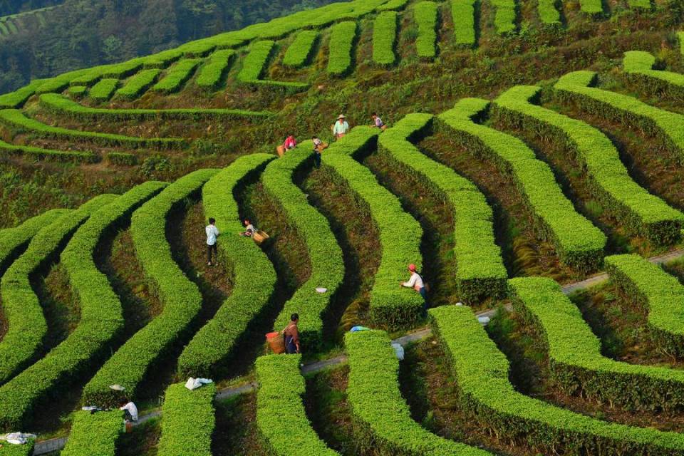 "烟茧茶林牧"五大支柱产业集体发力 四川宜宾珙县大力实施"千万工程"