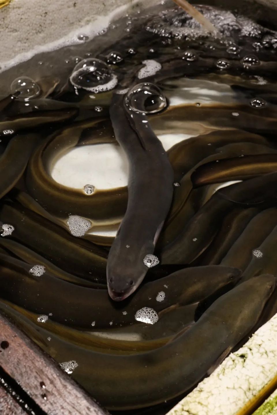 跟总厨逛西门菜市场,我们找到了土步鱼最春天的做法