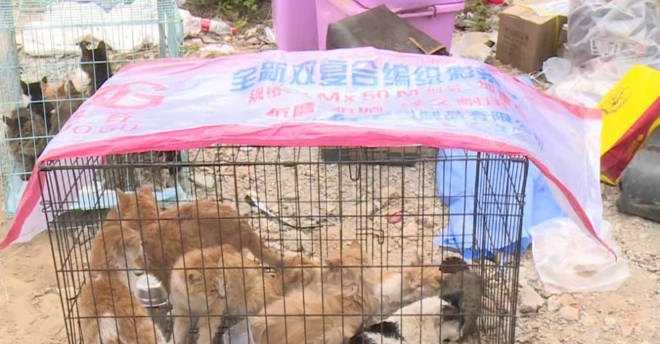 云浮数百只弃猫已转移至广州！记者实地走访