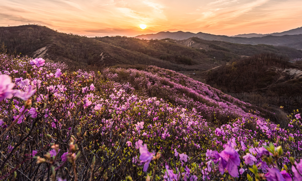 (环境)辽宁岫岩:映山红开灿若霞_腾讯新闻