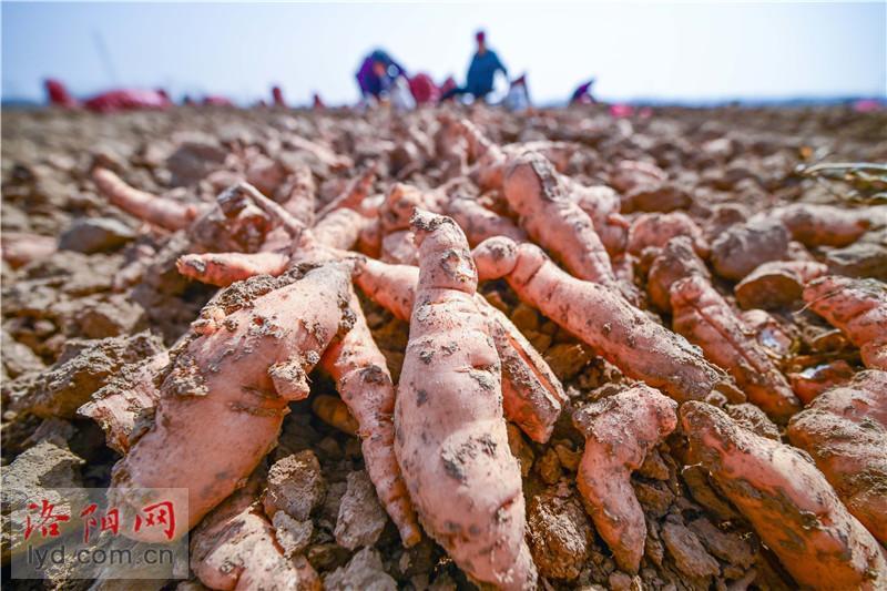 孟津区白鹤镇规模化种植中药材带动农民增收致富组图