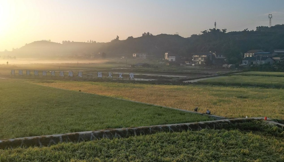 四川省自贡市大安区红旗村水稻丰收 助力乡村振兴